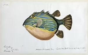 Fishes Collection: Weird looking Fat Striped Fish illustration
