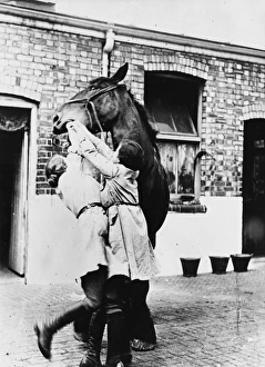 WWI Animals Gallery: Welfare of horses on His Majestys Service