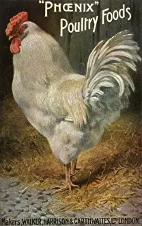 Well-Fed Cock