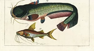 Wels catfish and Bloch's catfish