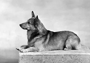 Pembroke Gallery: WELSH CORGI / 1949