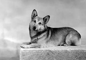 Pembroke Gallery: WELSH CORGI / LYING / 1949