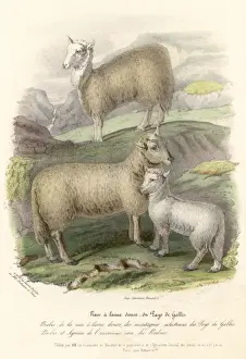 Welsh Mountain Sheep