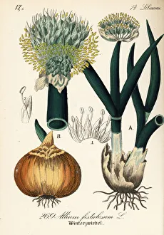 Allium Gallery: Welsh onion or Japanese bunching onion, Allium fistulosum