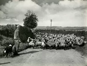Farmer Collection: Welsh Sheep Farming