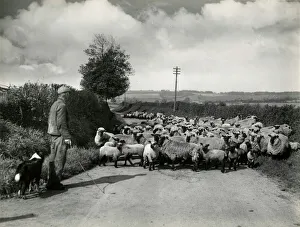 Images Dated 16th October 2015: Welsh Sheep Farming