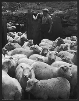 Welsh Sheep Farming
