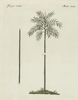 Gotz Prints: Wendlandiella gracilis palm tree of South America
