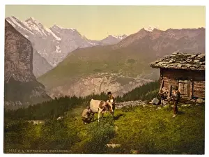 Oberland Prints: Wengern Alp, cheese dairy, cowkeeper milking cow, Bernese Ob