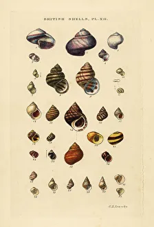 Gastropod Prints: Wentletraps, Ianthina, freshwater shells, Bithynia, etc