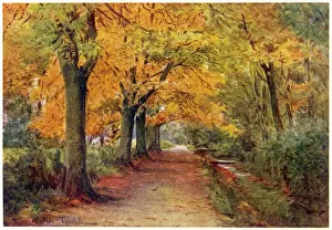 Autumnal Prints: Wessex / Bockhampton Lane
