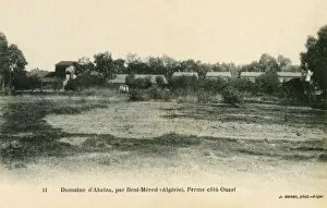 Acre Gallery: West side of Abziza Farm, Beni-Mered