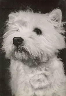 West Highland Terrier