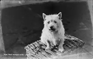 Companion Prints: West Highland White Terrier