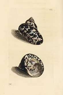 Turbo Prints: West Indian magpie shell, Cittarium pica