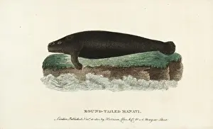 West Indian manatee, Trichechus manatus