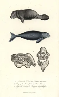 Lesson Collection: West Indian manatee, Trichechus manatus