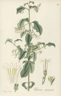 Barbados Prints: West Indian snowberry, Chiococca alba