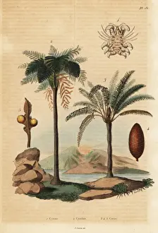 Dhistoire Prints: West Indian treefern, Japanese sago palm and whale louse