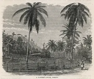 West Indies / Jamaica