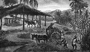 Harvesting Prints: West Indies sugar plantation