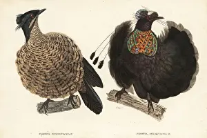 Western or Arfak parotia, Parotia sefilata