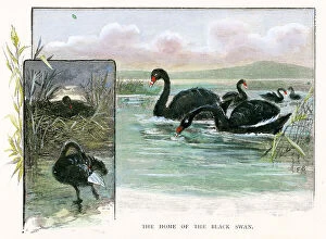 Fauna Collection: Western Australia - Home of The Black Swan
