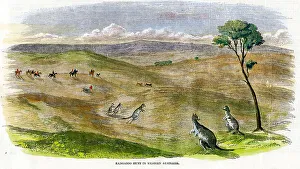 Western Australia - Kangaroo Hunt