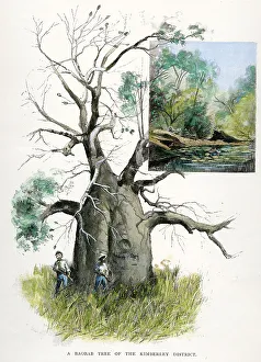 Western Australia - Kimberley - Baobab Tree