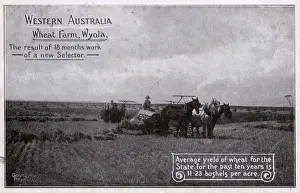 Western Australia Wheat Farm - Wyola - Harvesters at work