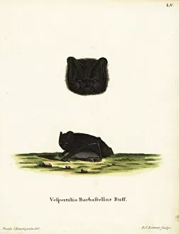 Threatened Collection: Western barbastelle, Barbastella barbastellus