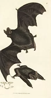 Subjects Gallery: Western barbastelle bat, Barbastella barbastellus