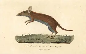 Complements Prints: Western barred bandicoot or mari, Perameles