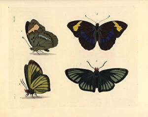 Skipper Collection: Western blue-banded forester and African giant skipper