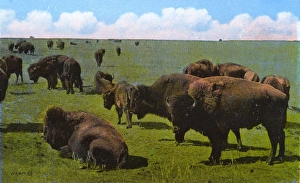 Alberta Gallery: Western Canada - Bison, Wainwright Park, Alberta