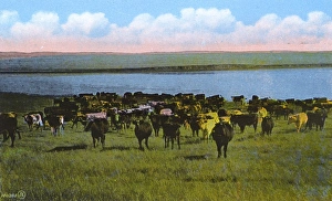 Images Dated 8th August 2017: Western Canada - Cattle Ranch