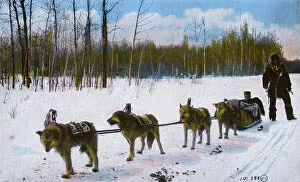 Western Canada - Indian Husky Dog Team