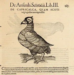 Western capercaillie, Tetrao urogallus