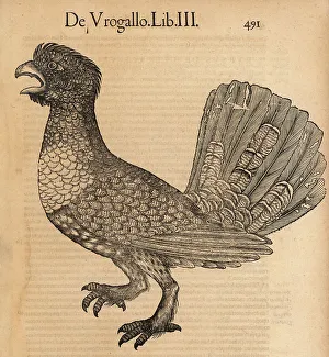 Western capercaillie, Tetrao urogallus