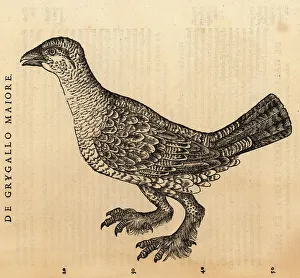 Cambier Prints: Western capercaillie, Tetrao urogallus, female