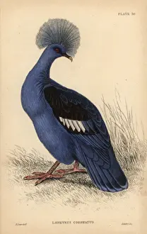 Edwardlear Prints: Western crowned pigeon, Goura cristata, vulnerable