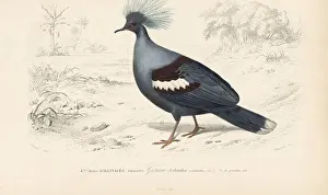 Travies Prints: Western crowned pigeon, Goura cristata (vulnerable)