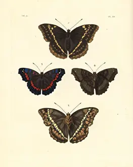 Dorsal Prints: Western glider and gaudy commodore butterfly