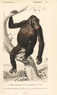 Western gorilla, Gorilla gorilla. Critically endangered