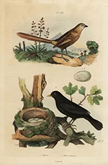Commun Collection: Western grasswren and blackbird