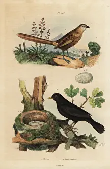 Western grasswren and blackbird