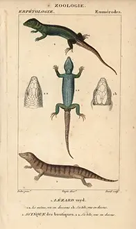 Hippolyte Prints: Western green lizard and sandfish skink, Scincus scincus