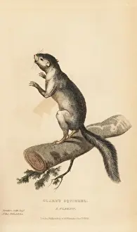 Philadelphia Prints: Western grey squirrel, Sciurus griseus clarkii
