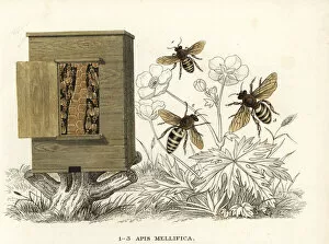 Western honey bee, Apis mellifera, and hive