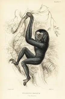 Hylobates Prints: Western hoolock gibbon, Hoolock hoolock. Endangered